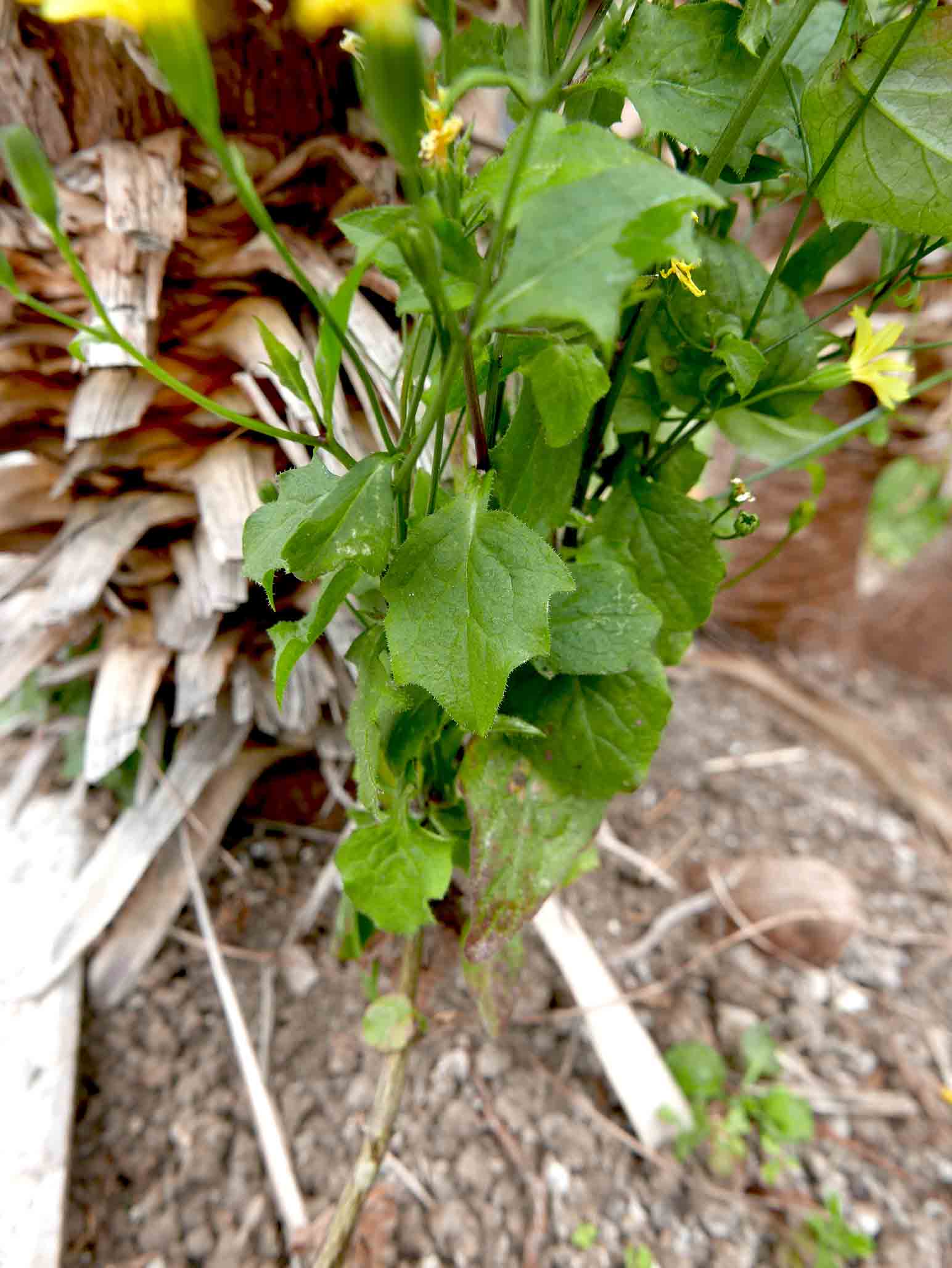 Lapsana communis / Lassana comune